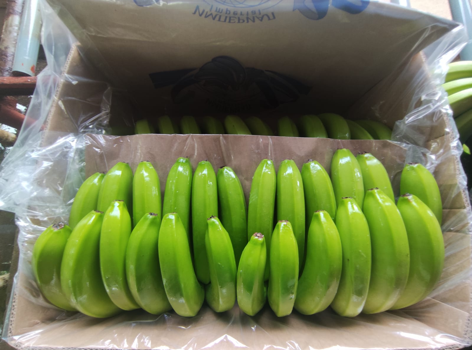 Fresh Cavendish bananas