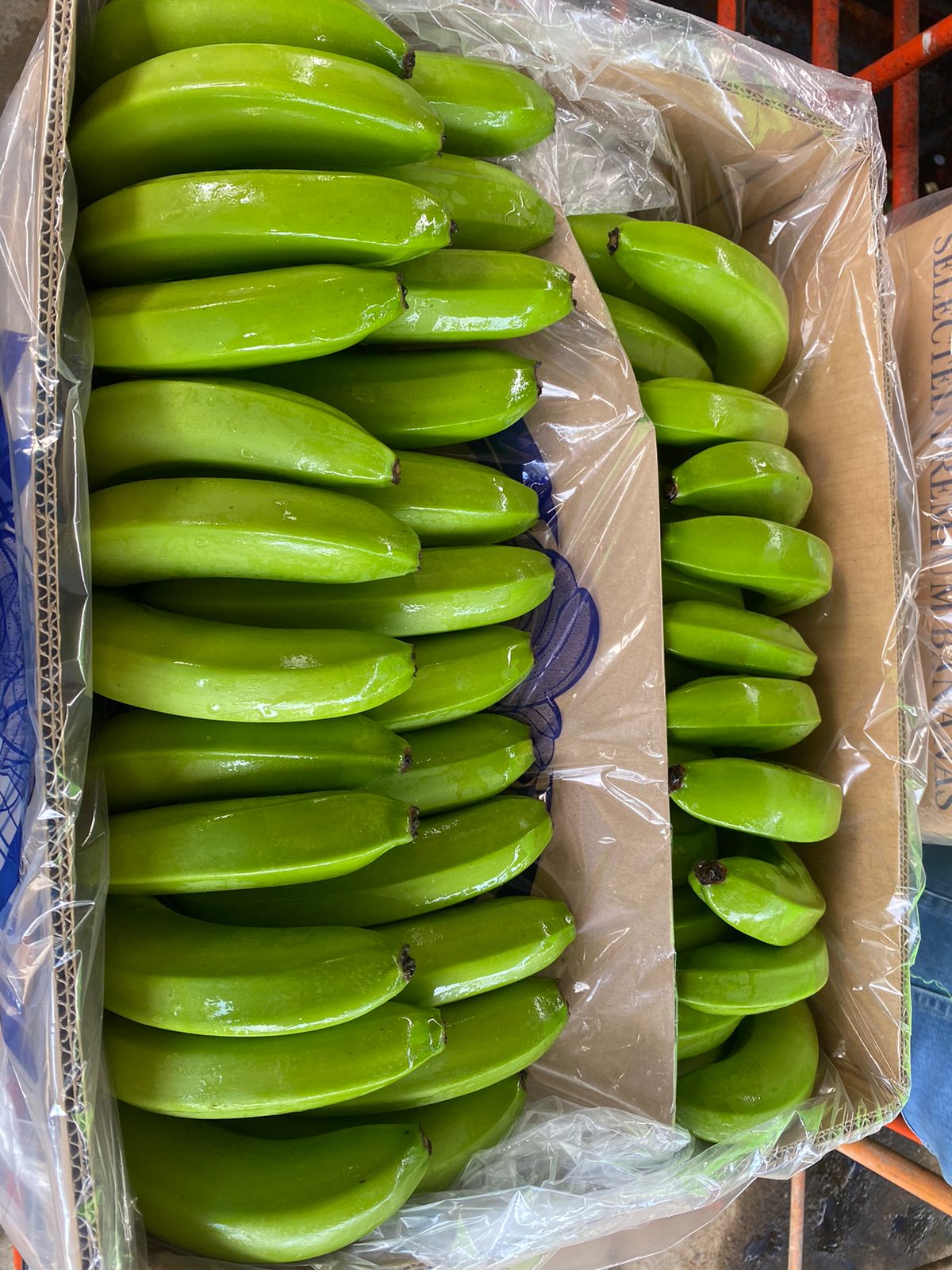 Ecuadorian banana plantation at sunrise